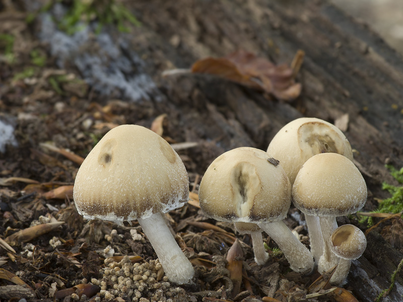 Psathyrella spintrigeroides